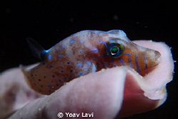 Canthigaster pygmaea by Yoav Lavi 